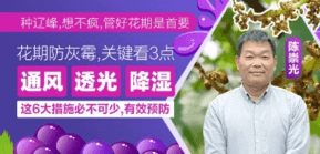 花期防灰霉，关键看3点